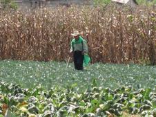 pesticides in guatemala